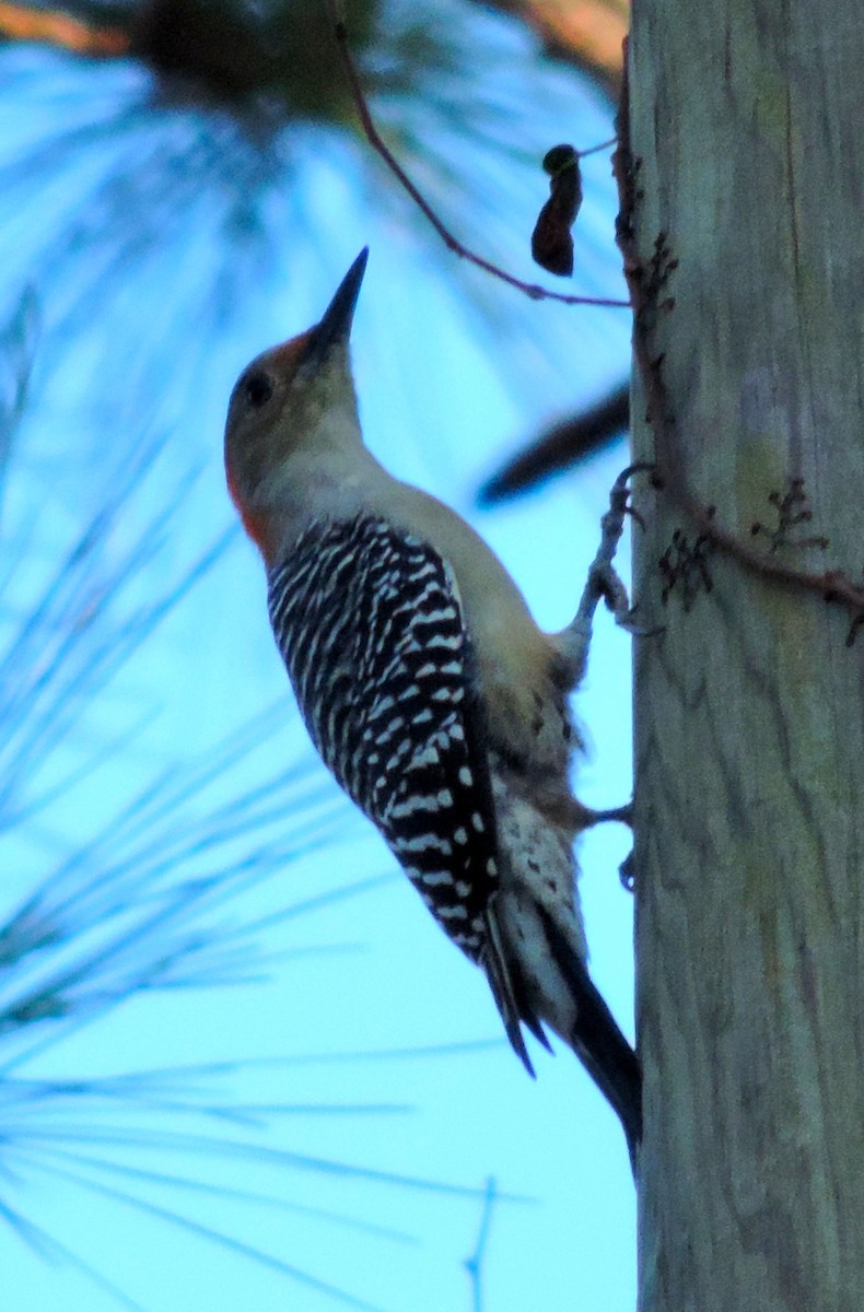 Red-bellied Woodpecker - ML181953141