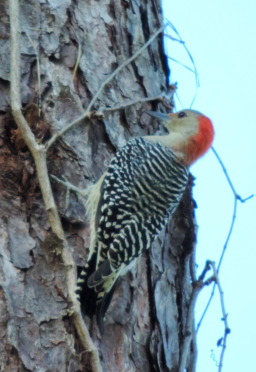 Red-bellied Woodpecker - ML181953241