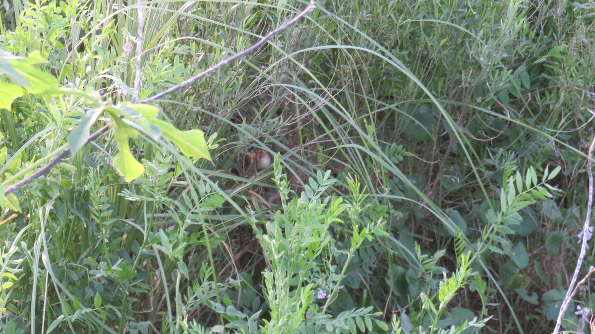 Bay-capped Wren-Spinetail - ML181953391