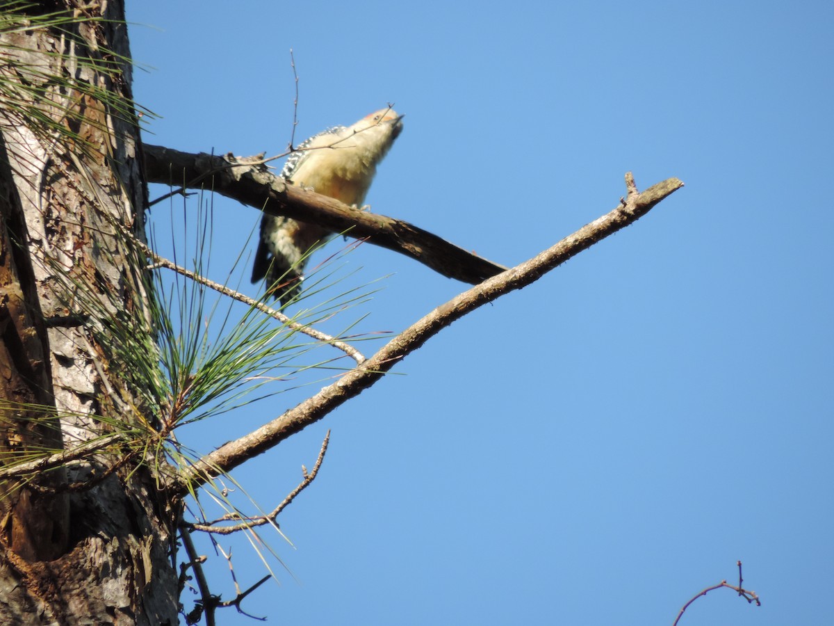 Red-bellied Woodpecker - ML181953401