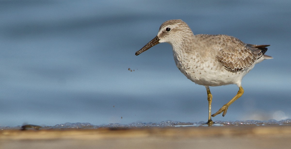 Red Knot - Nathan Tea