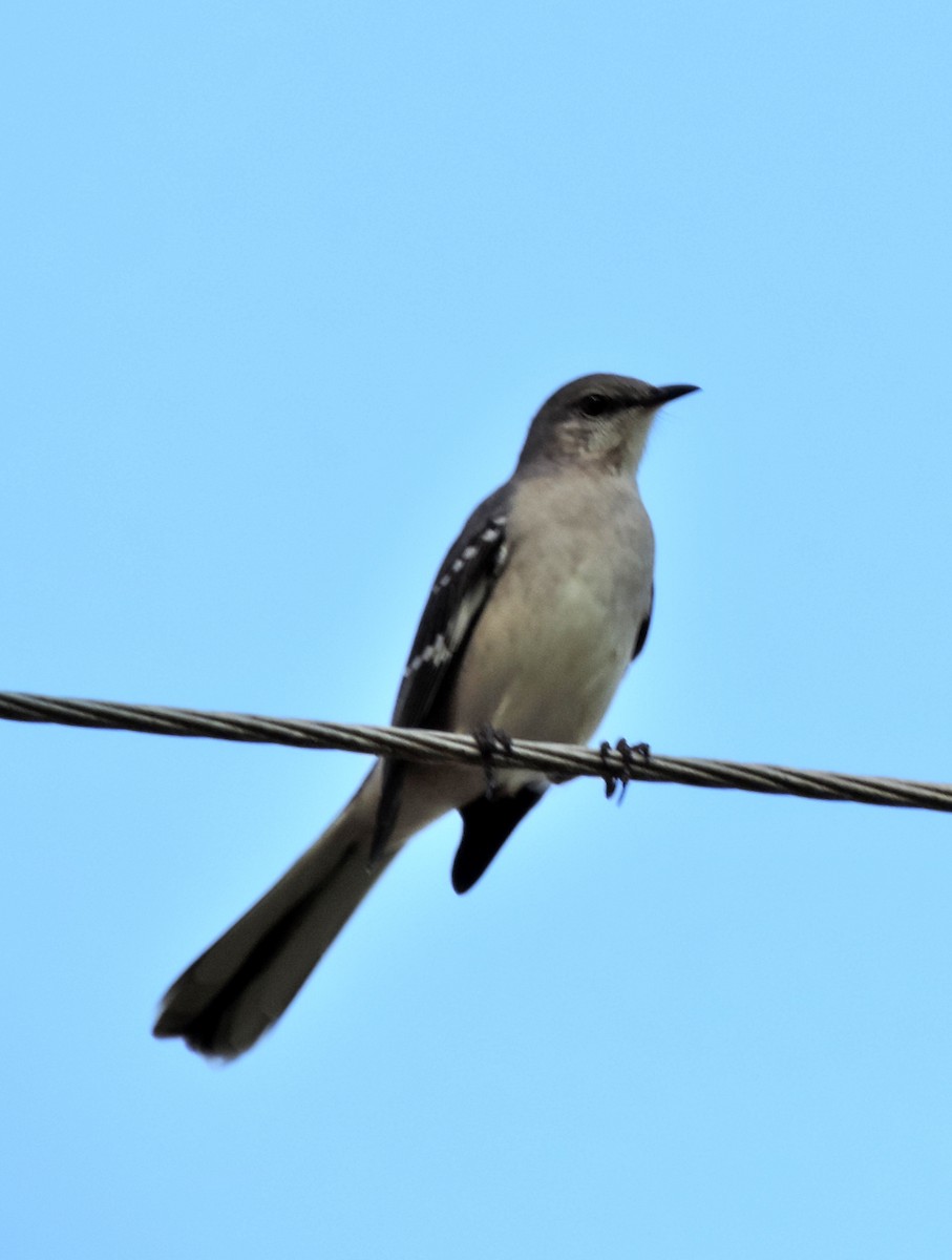 Northern Mockingbird - ML181954231