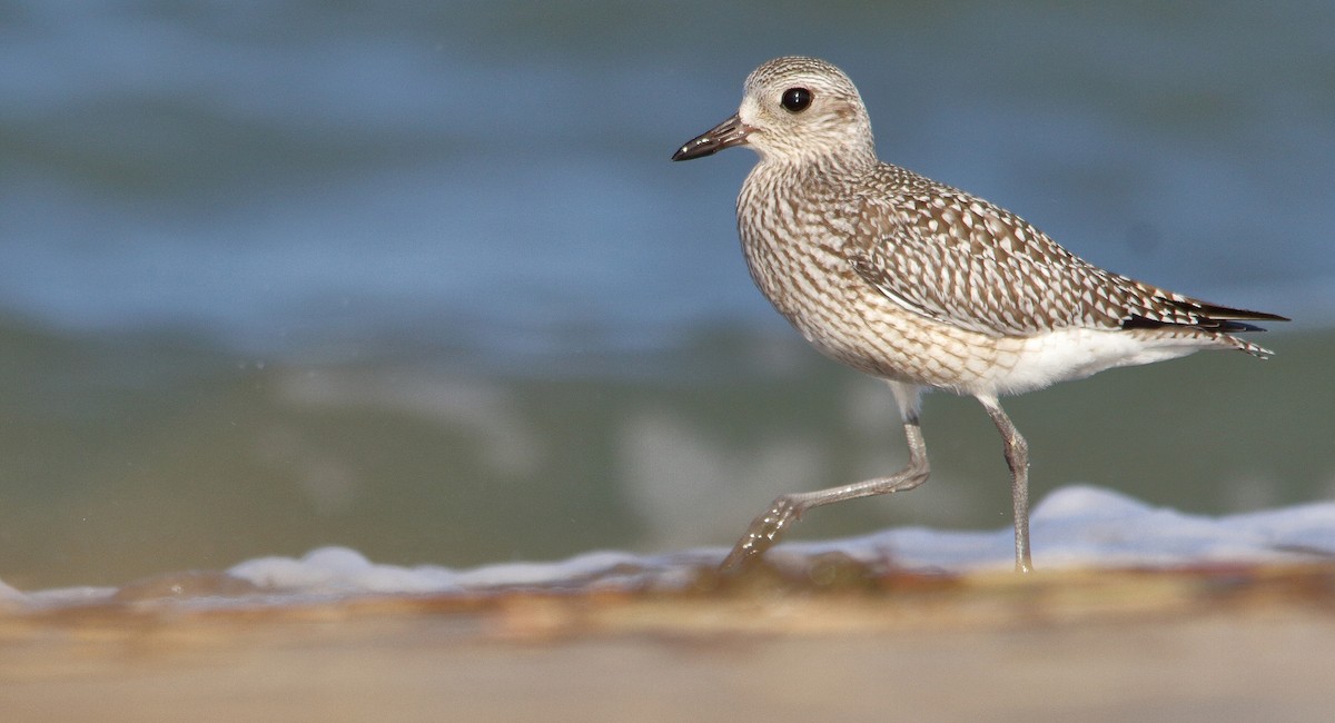 Black-bellied Plover - ML181954401