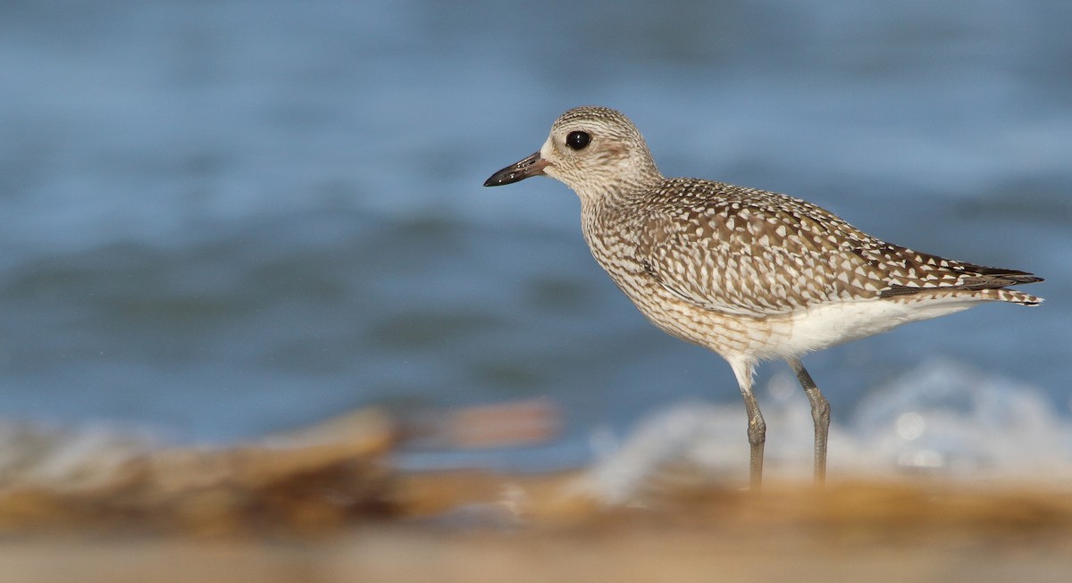 Black-bellied Plover - ML181954451