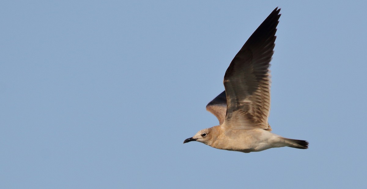 Mouette atricille - ML181954811