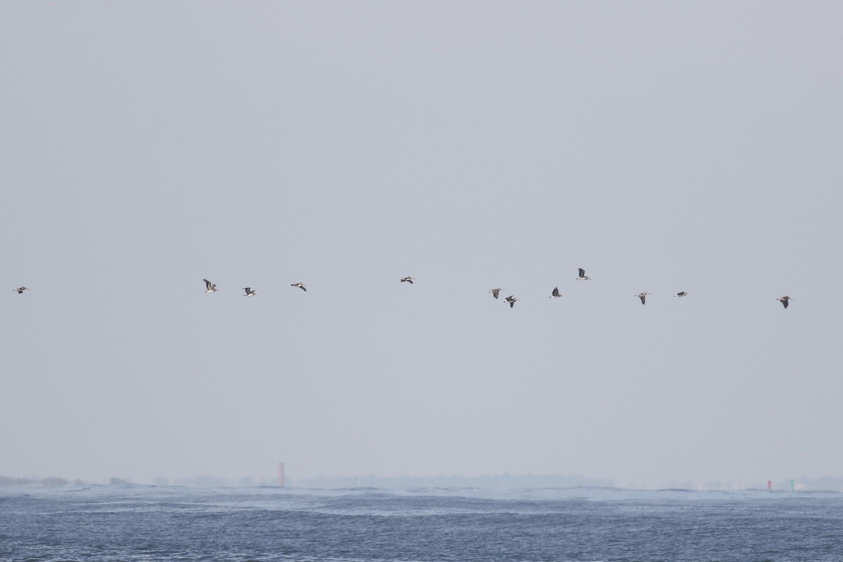 Brown Pelican - ML181956761