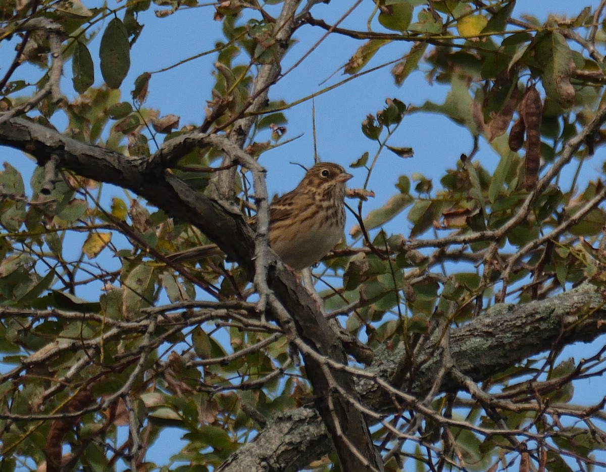 Vesper Sparrow - ML181958681