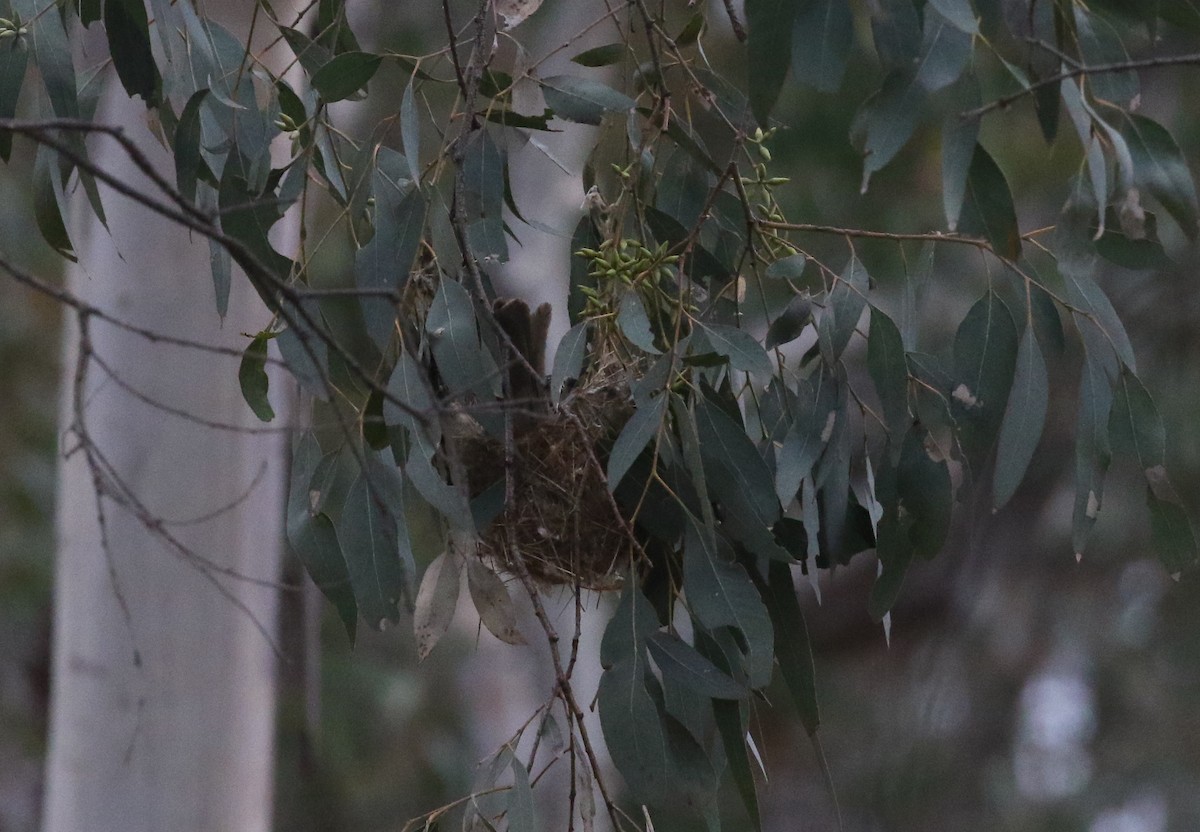 Striped Honeyeater - ML181959161