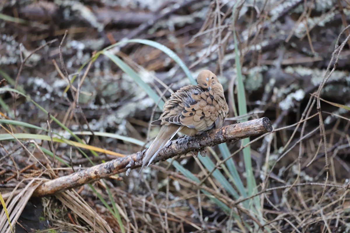 Mourning Dove - ML181960241