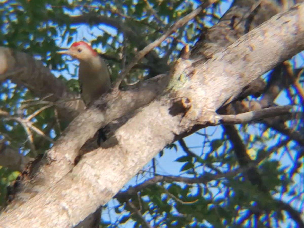 Red-bellied Woodpecker - Jane Spinney