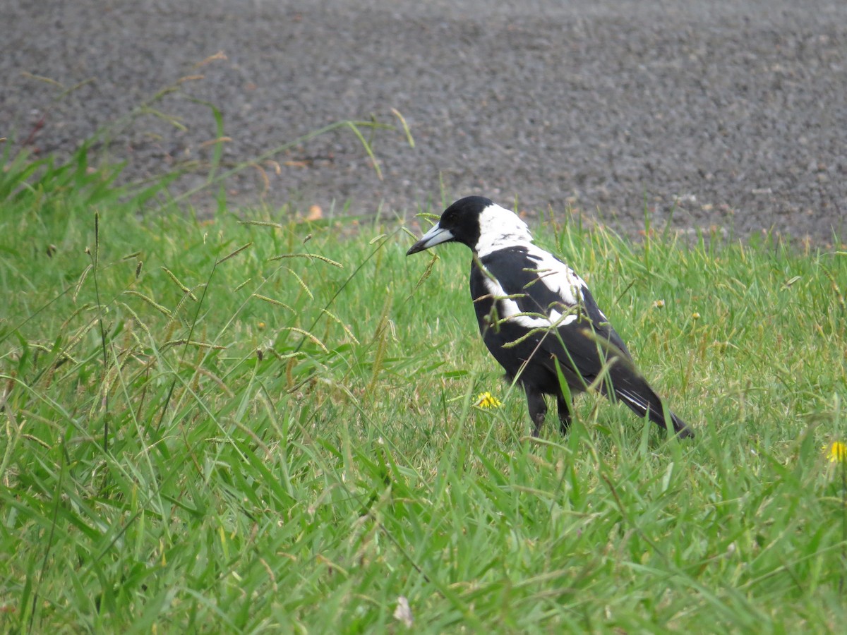 Australian Magpie - ML181960631