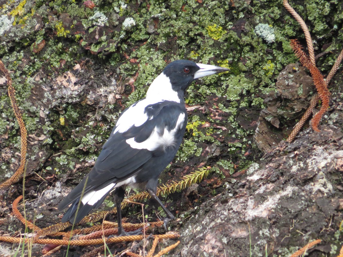 Australian Magpie - ML181960651