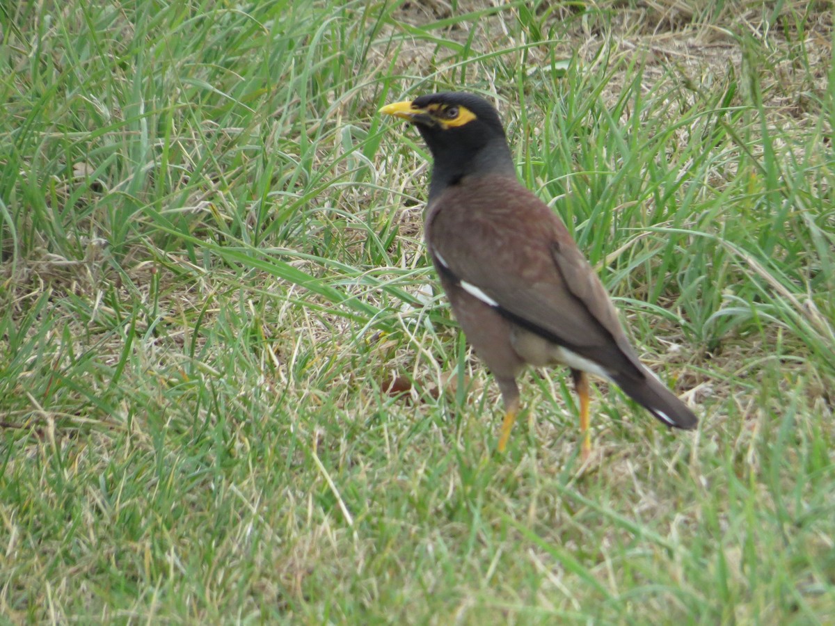 Common Myna - ML181960901