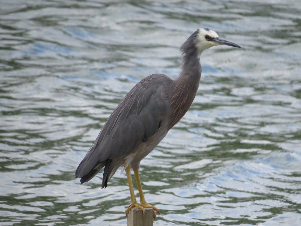 White-faced Heron - Ken Orich