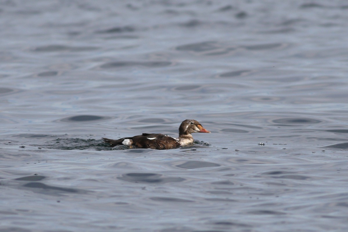 Eider à tête grise - ML181962991