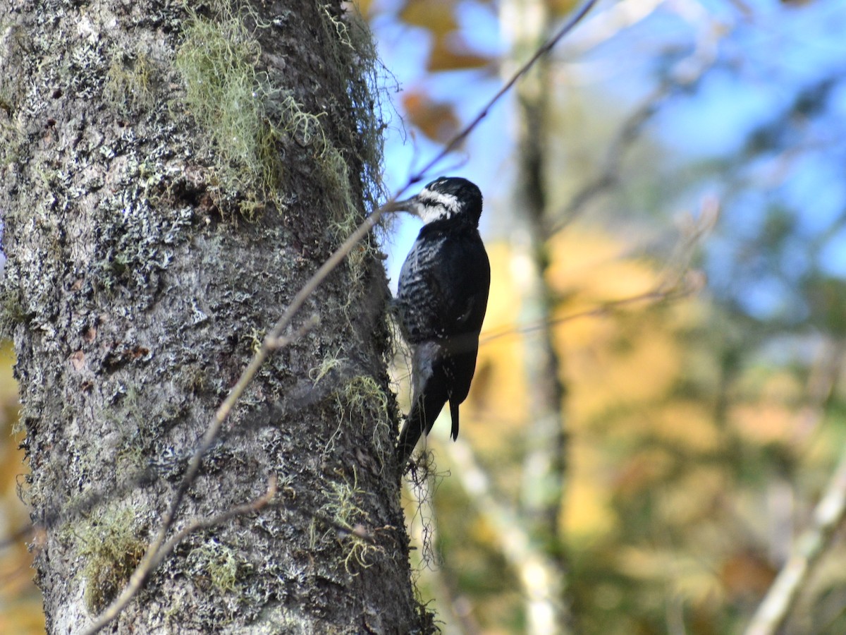 Black-backed Woodpecker - ML181963791