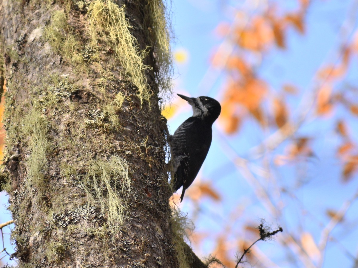 Black-backed Woodpecker - ML181963821