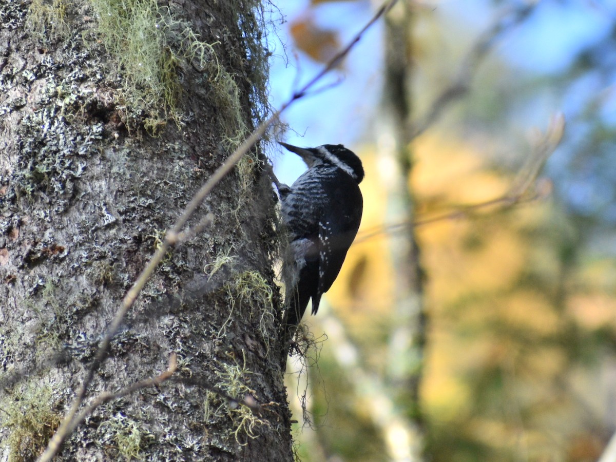 Black-backed Woodpecker - ML181963911