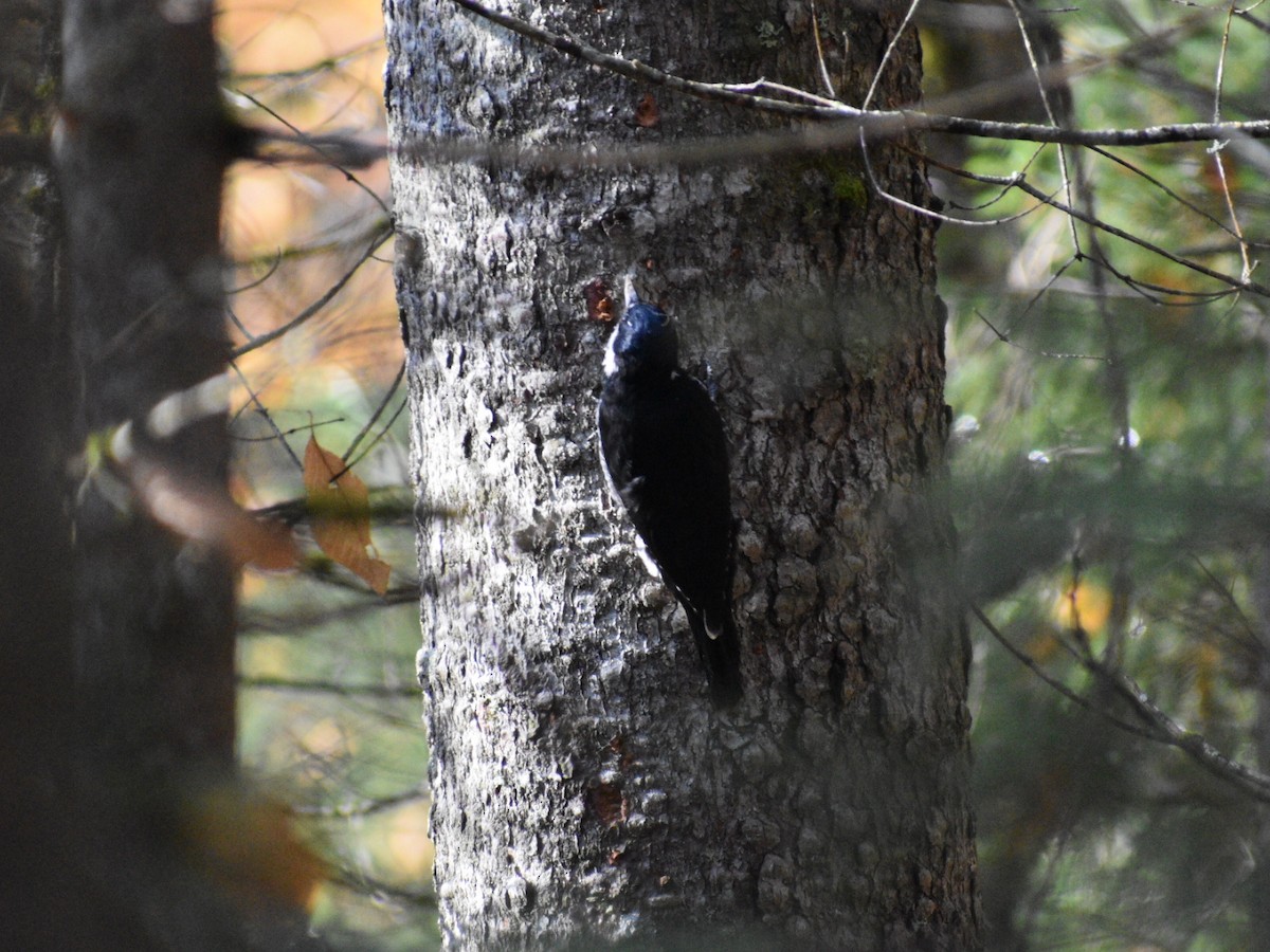 Black-backed Woodpecker - ML181963921