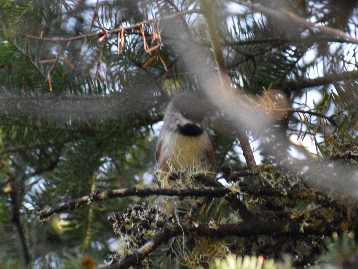 Boreal Chickadee - ML181964091