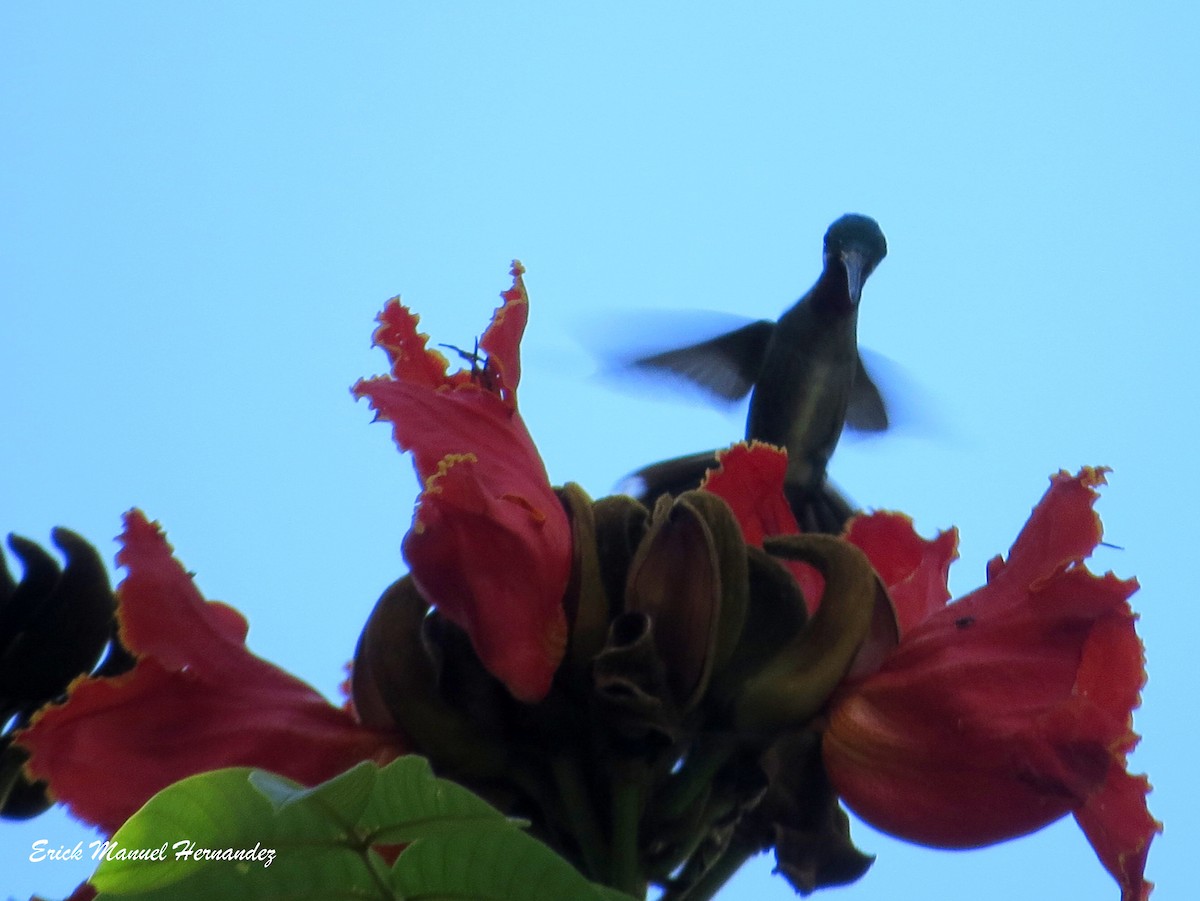 kolibřík mexický - ML181964451