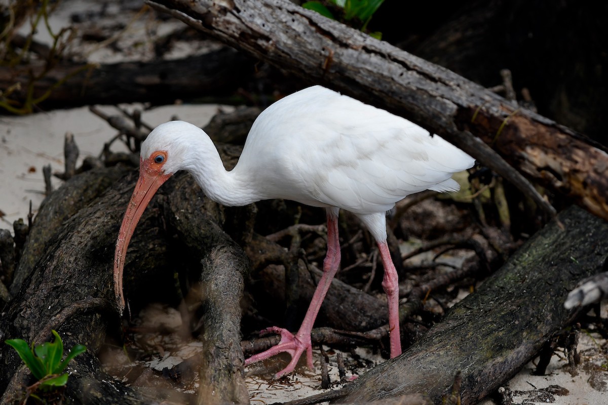 Ibis blanc - ML181965151