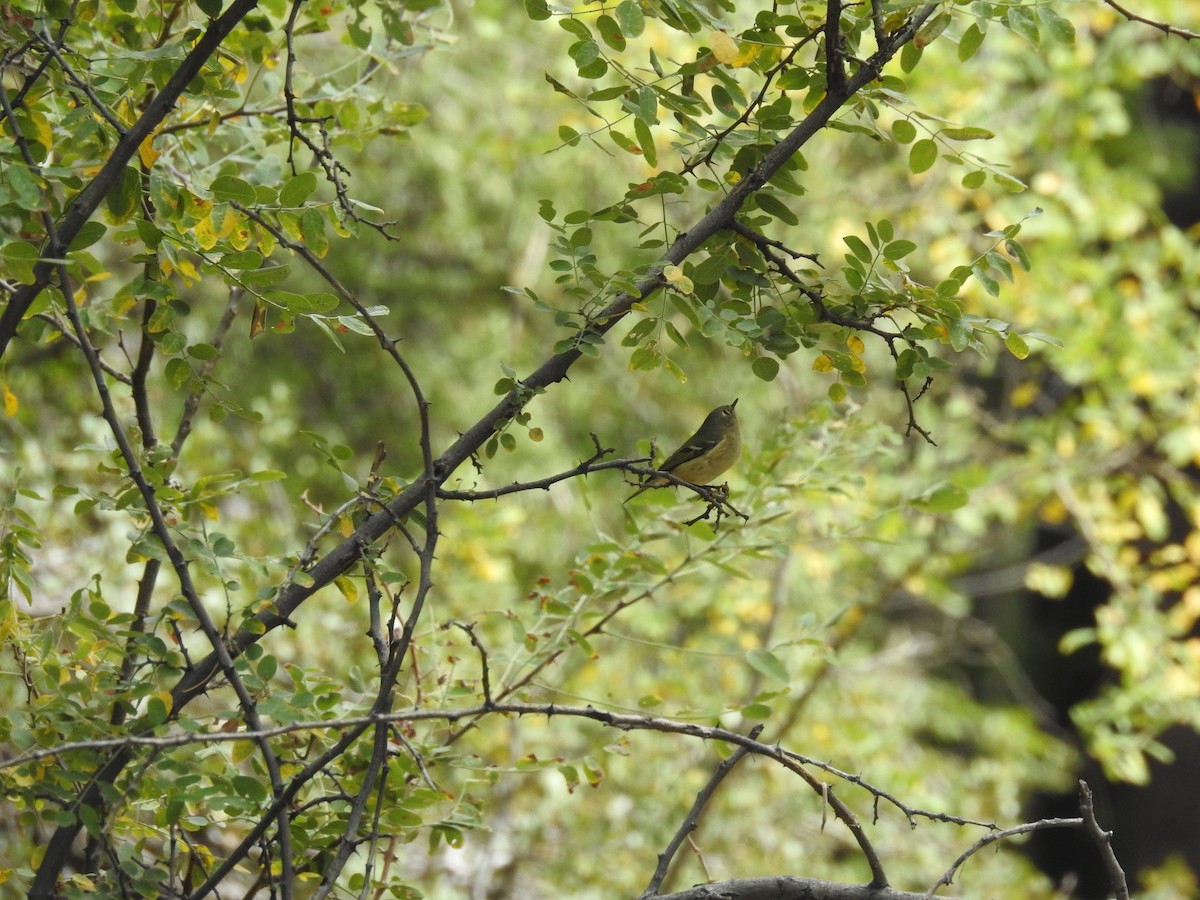 Ruby-crowned Kinglet - ML181965291