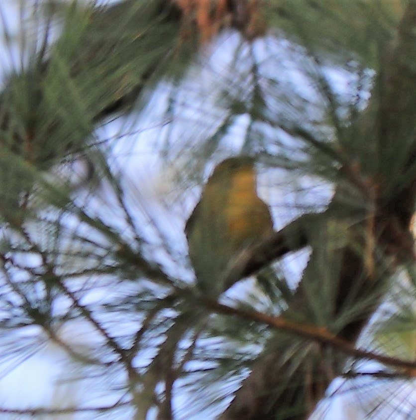 Pine Warbler - ML181966821