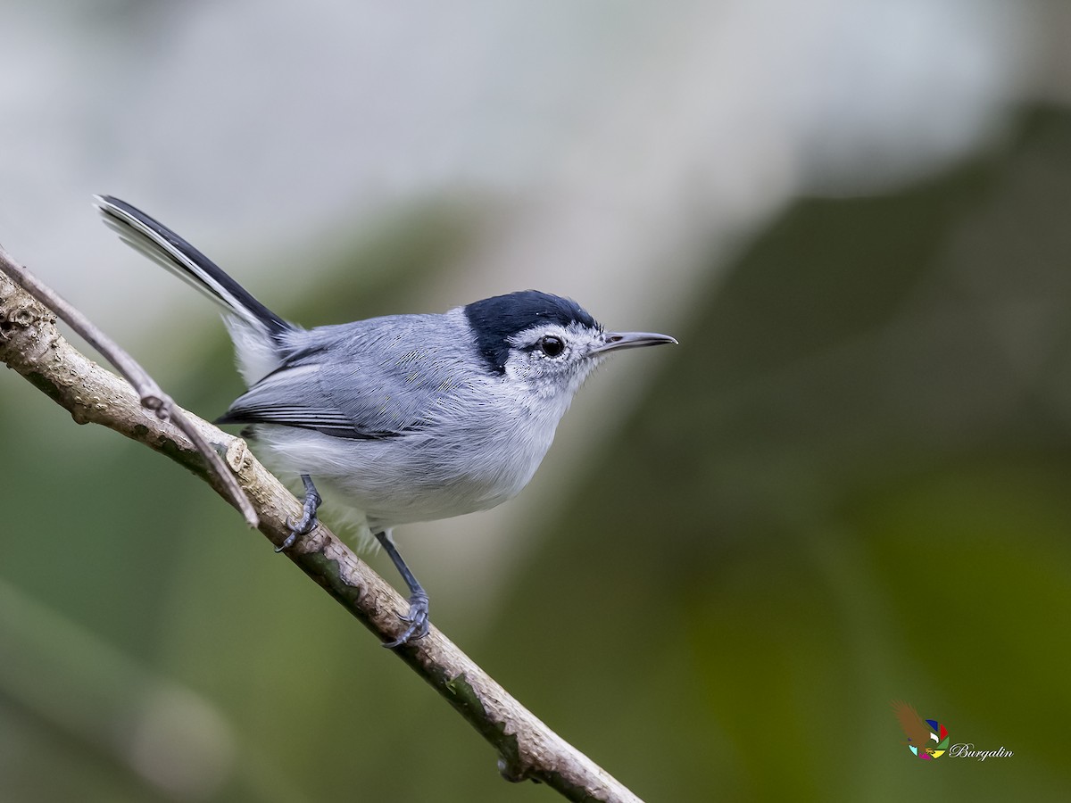 White-browed Gnatcatcher - Fernando Burgalin Sequeria