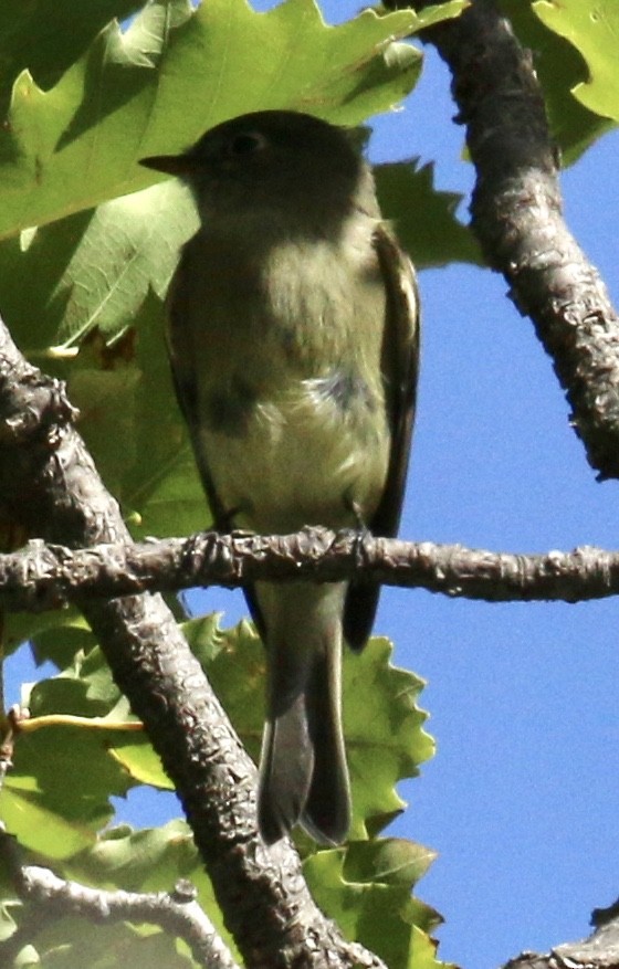 Hammond's Flycatcher - ML181972991