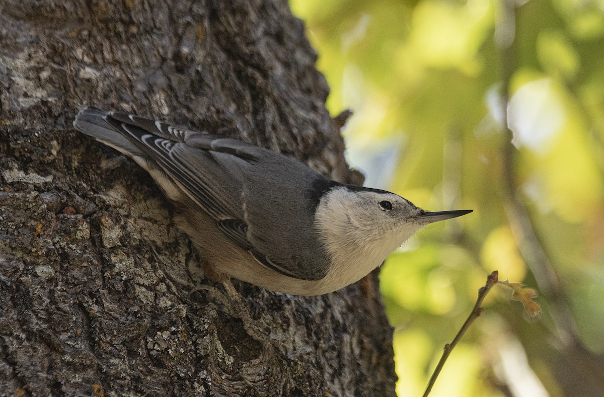 White-breasted Nuthatch - ML181976041