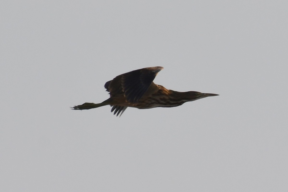 American Bittern - Bart Wickel