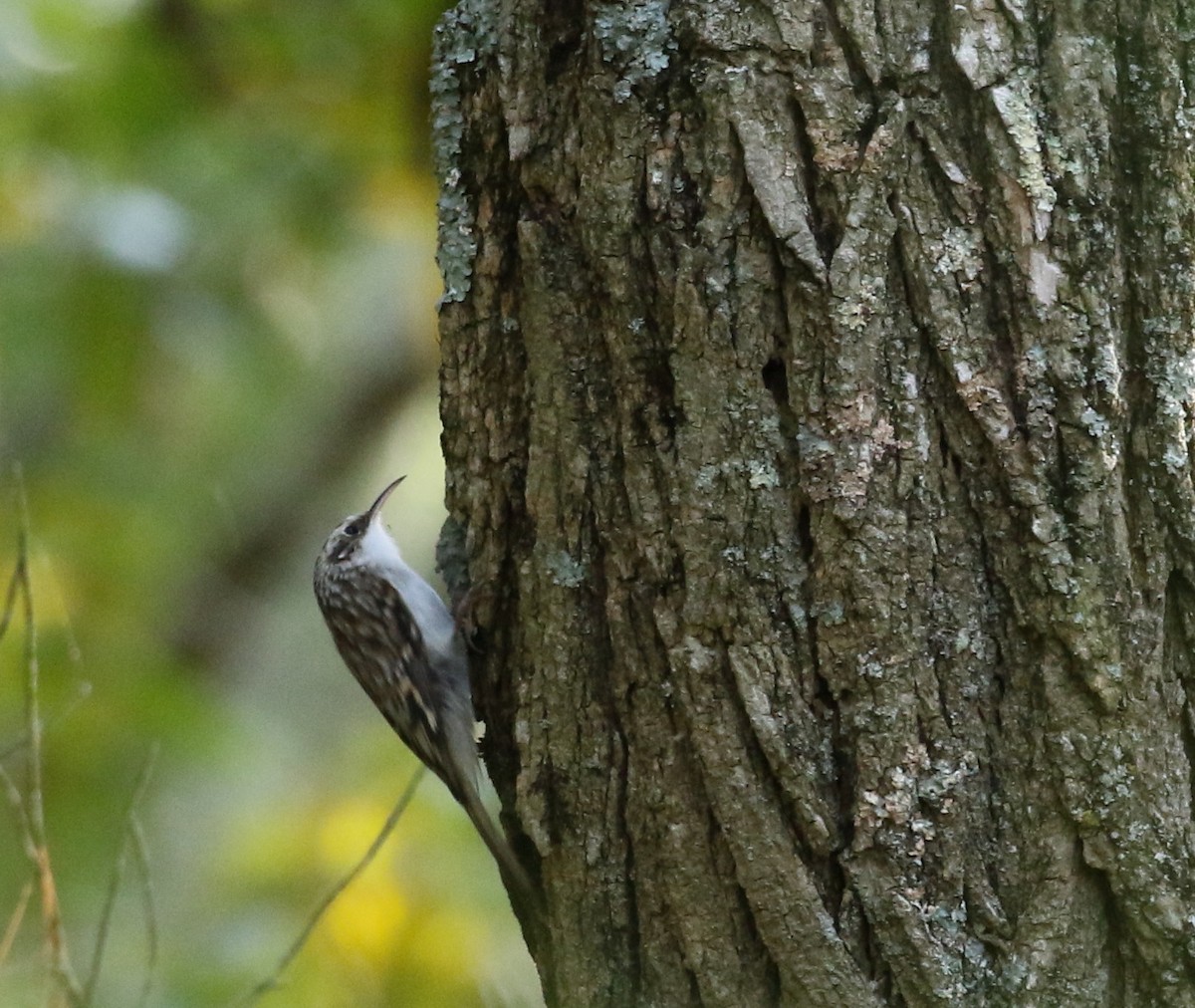 Brown Creeper - ML181977811