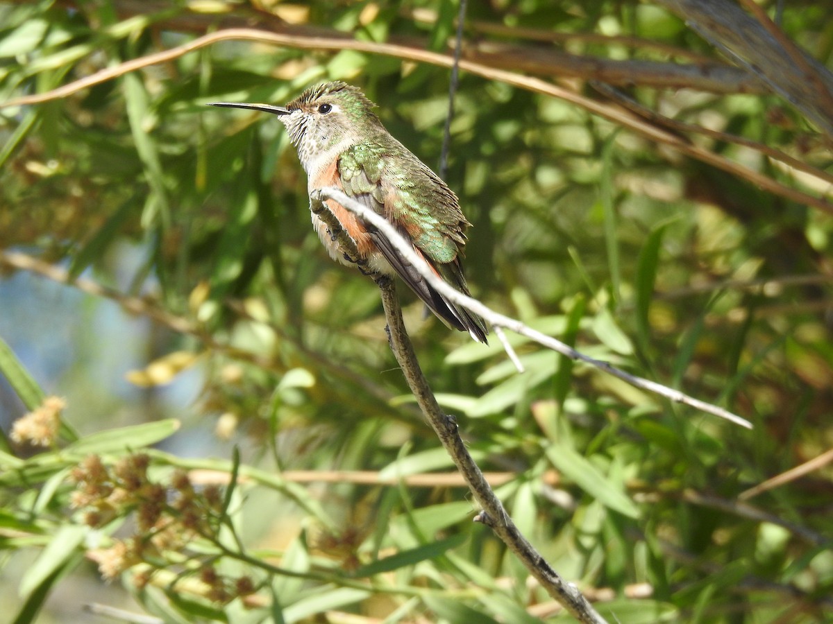 Broad-tailed Hummingbird - MaryAnn Clayton