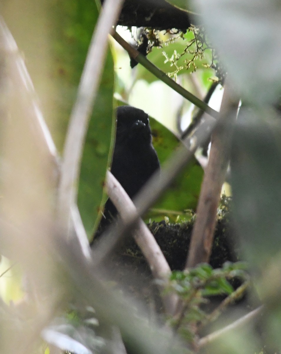 Dunkelrückentapaculo - ML181978821