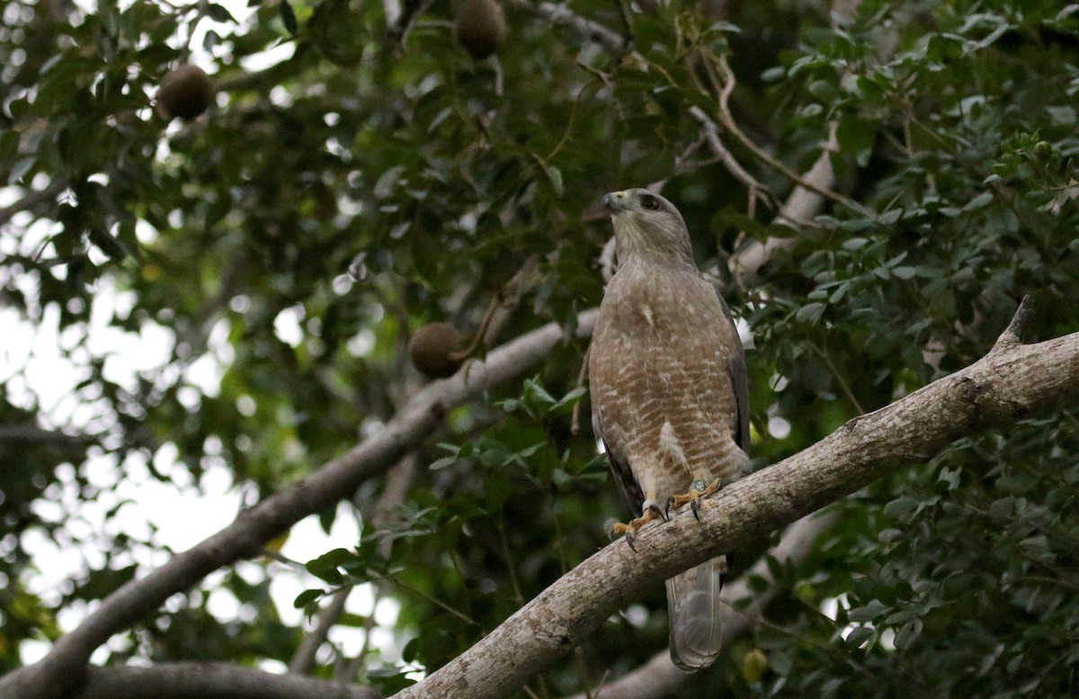 Haitibussard - ML181980111