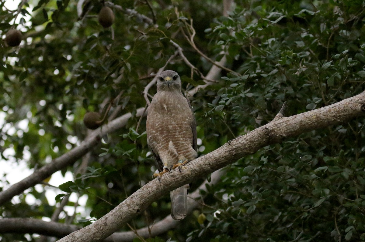 Haitibussard - ML181980141