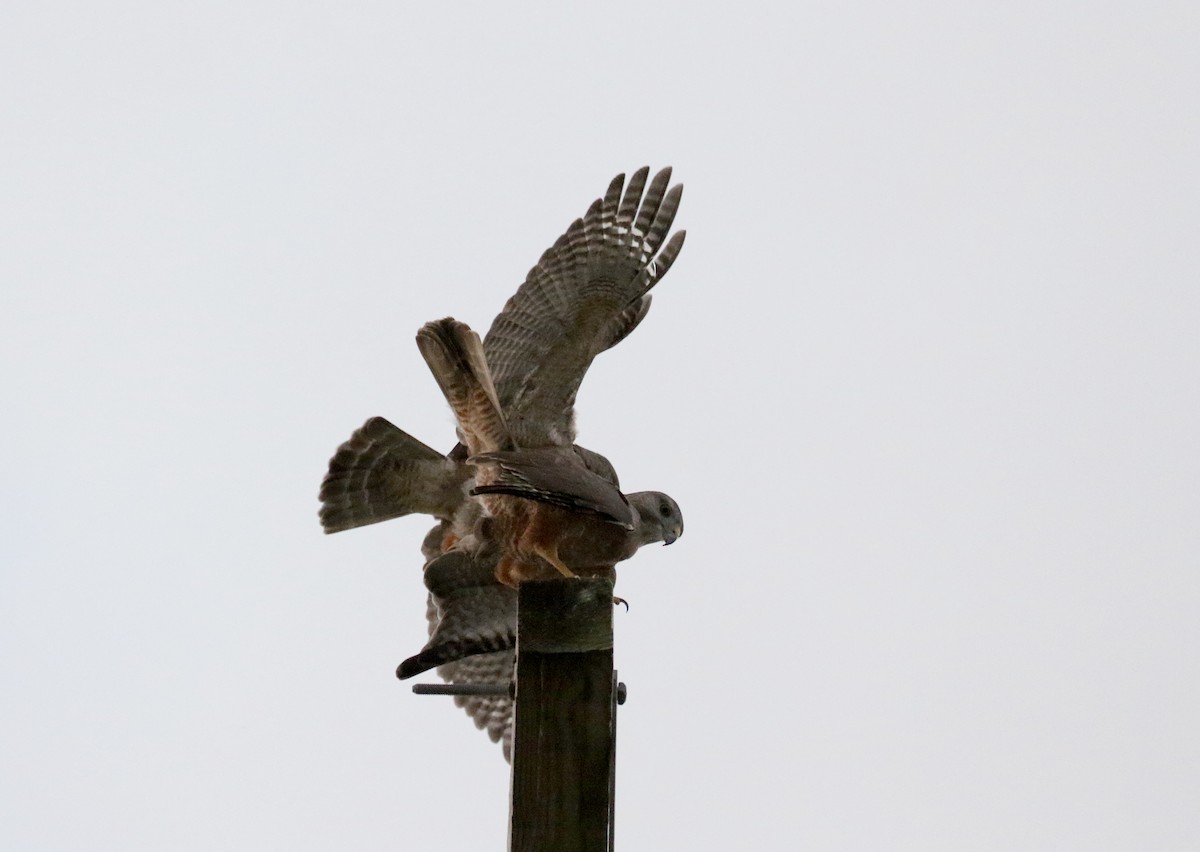 Ridgway's Hawk - Jay McGowan