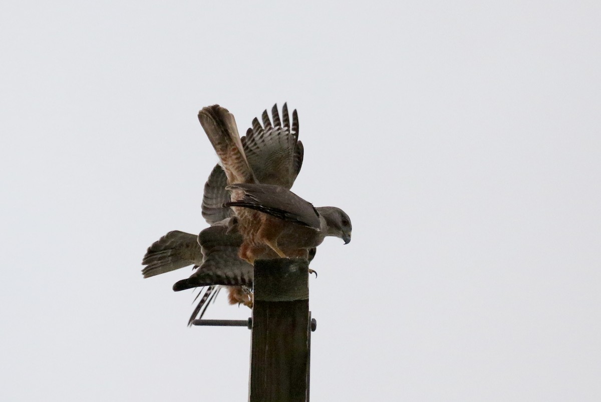 Haitibussard - ML181980261