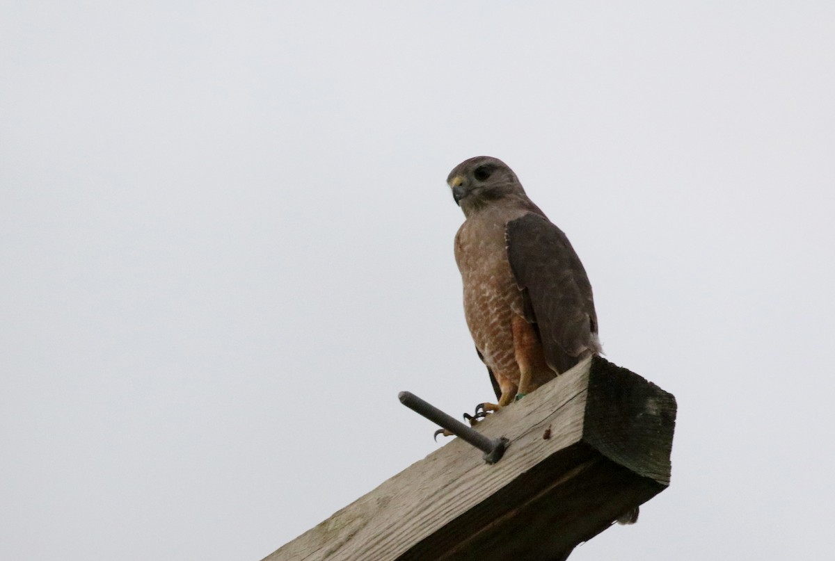 Haitibussard - ML181980461