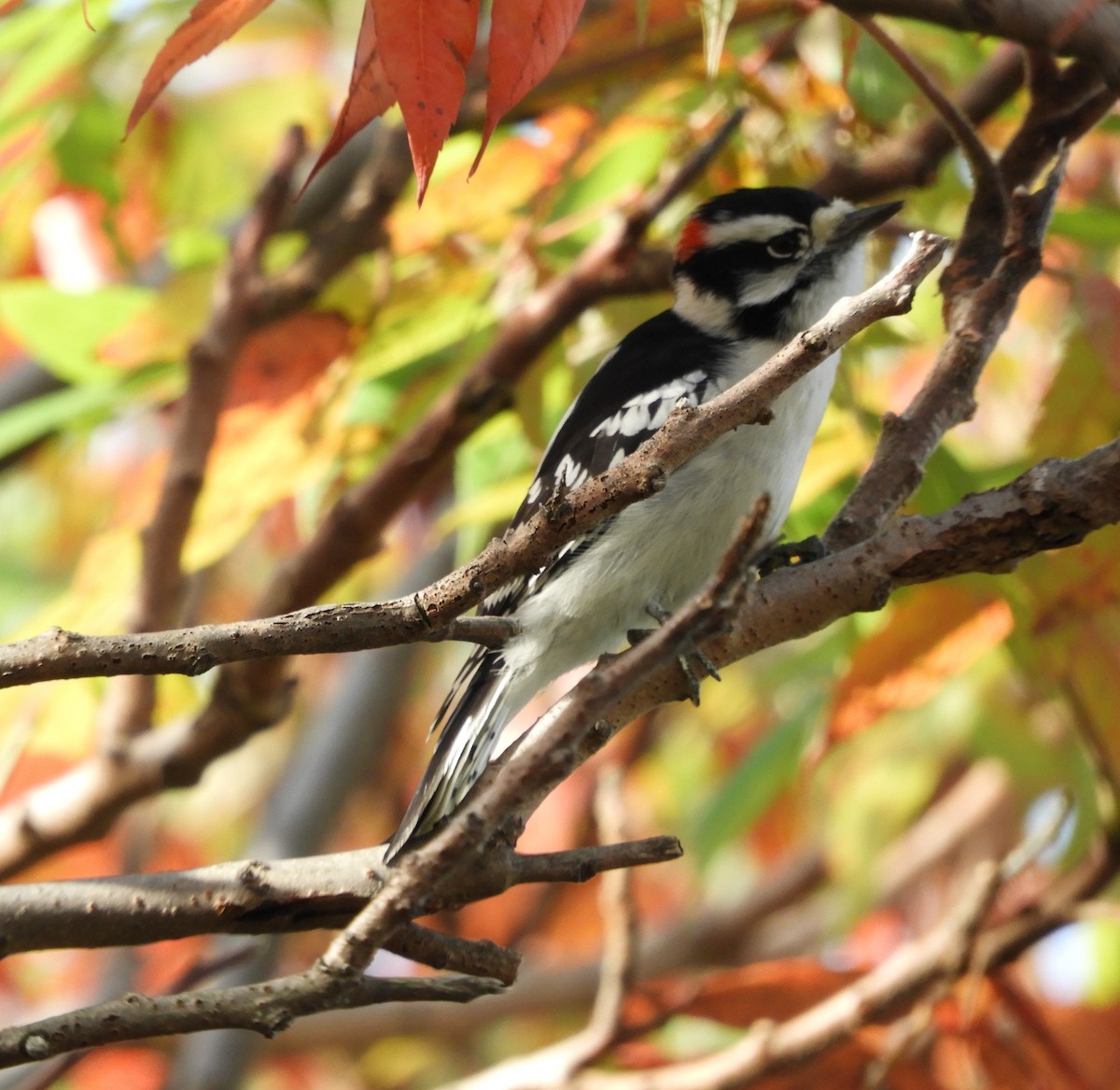 Downy Woodpecker (Eastern) - Laura Markley