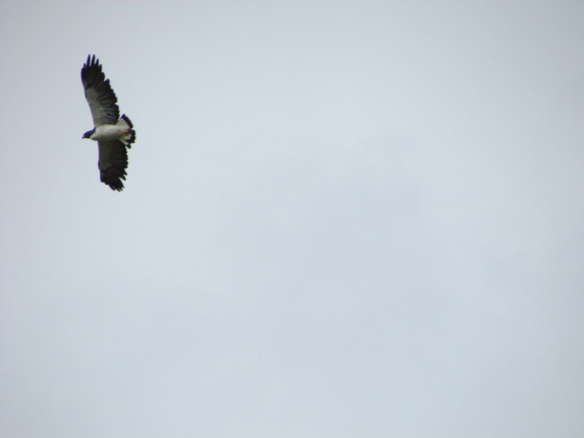 White-tailed Hawk - ML181984581