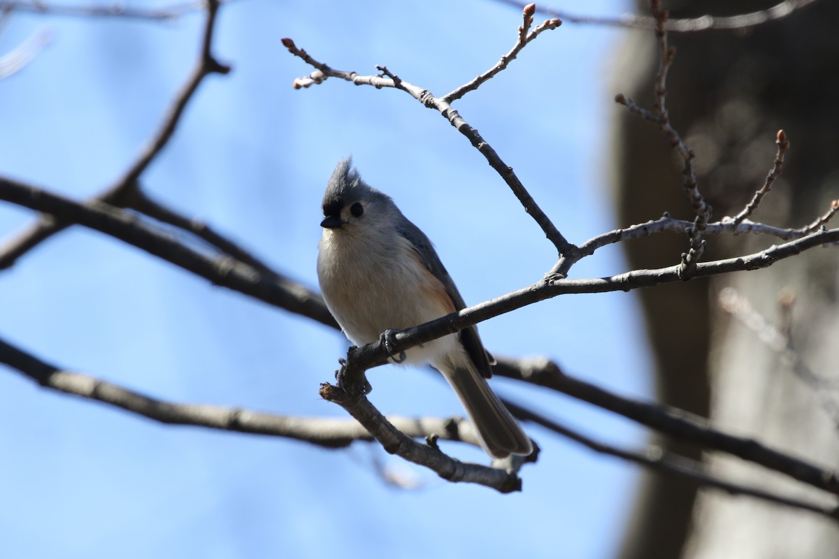 Tufted Titmouse - ML181989901