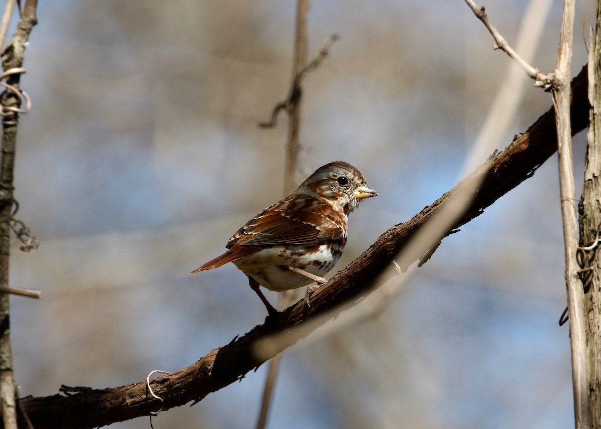 Fox Sparrow - ML181990061