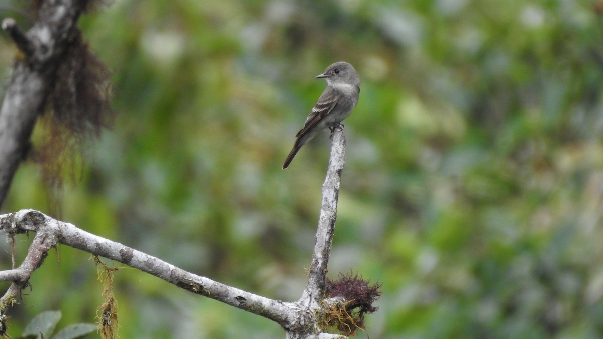 Olive-sided Flycatcher - ML181992161