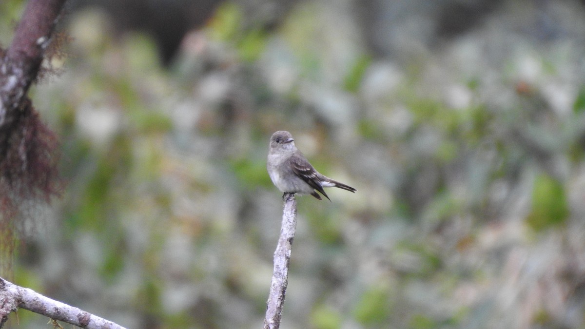 Olive-sided Flycatcher - Guillermo Cantillo