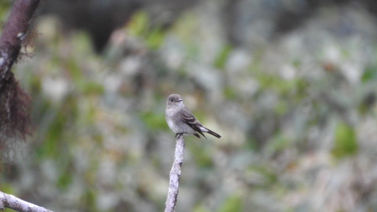 Olive-sided Flycatcher - ML181992911