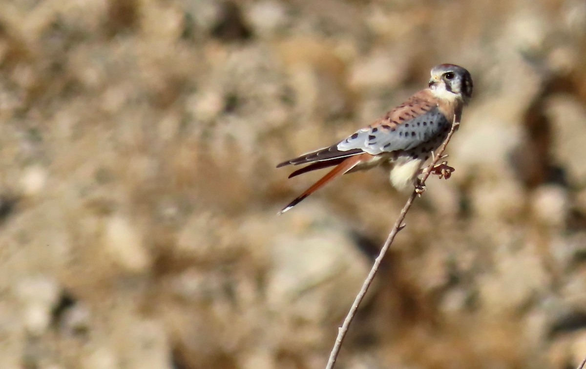 American Kestrel - John Zakelj