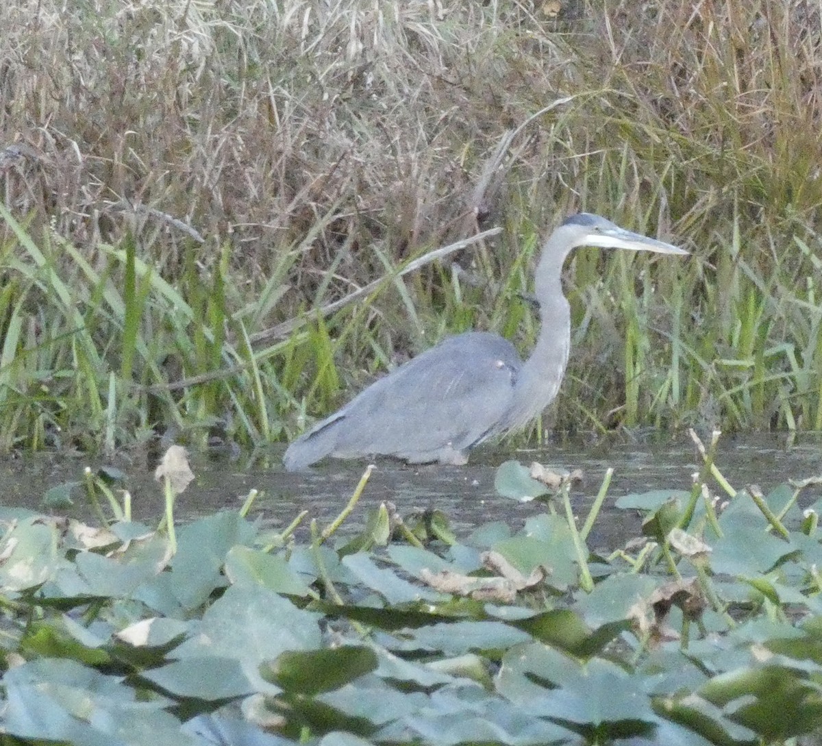 Great Blue Heron - ML181993421