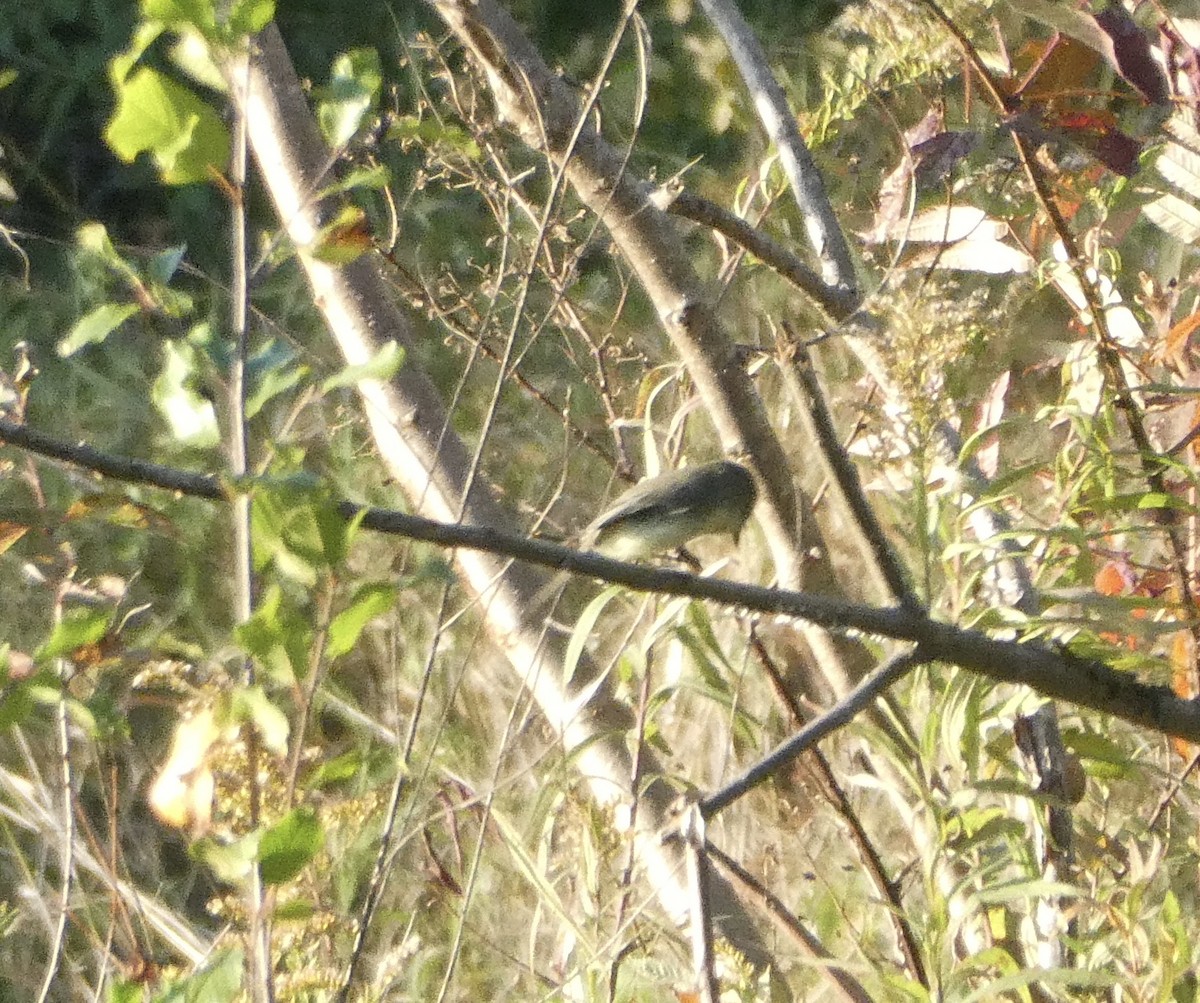 Eastern Phoebe - ML181994371